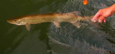 Delayed mortality hidden hazard of hot-water muskie fishing, Outdoor  Pursuits