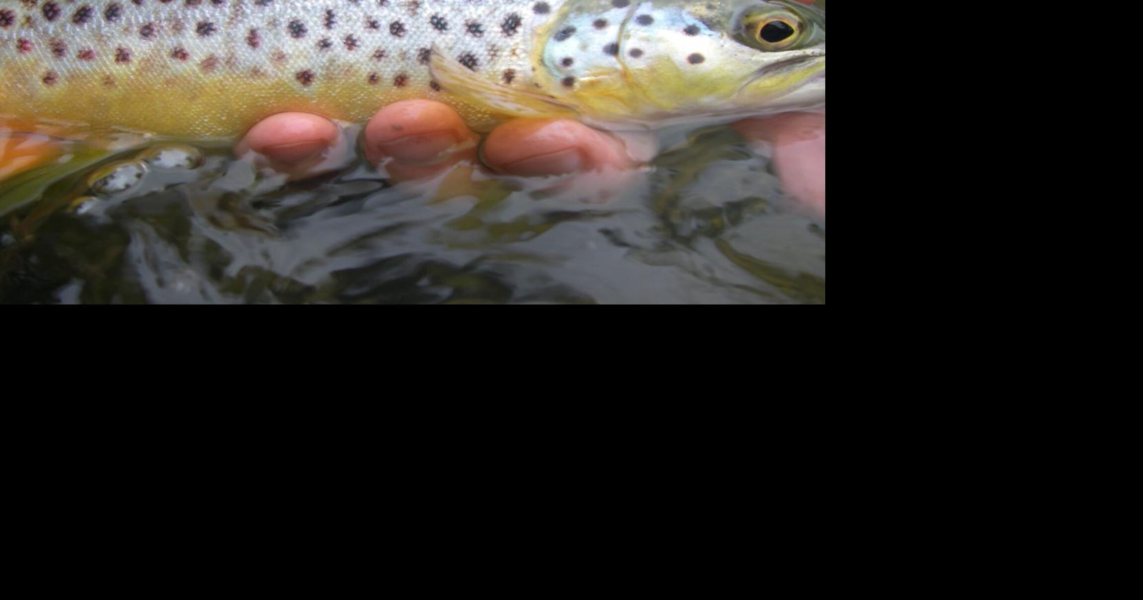 20260624-spt-ellis-brown trout.jpg