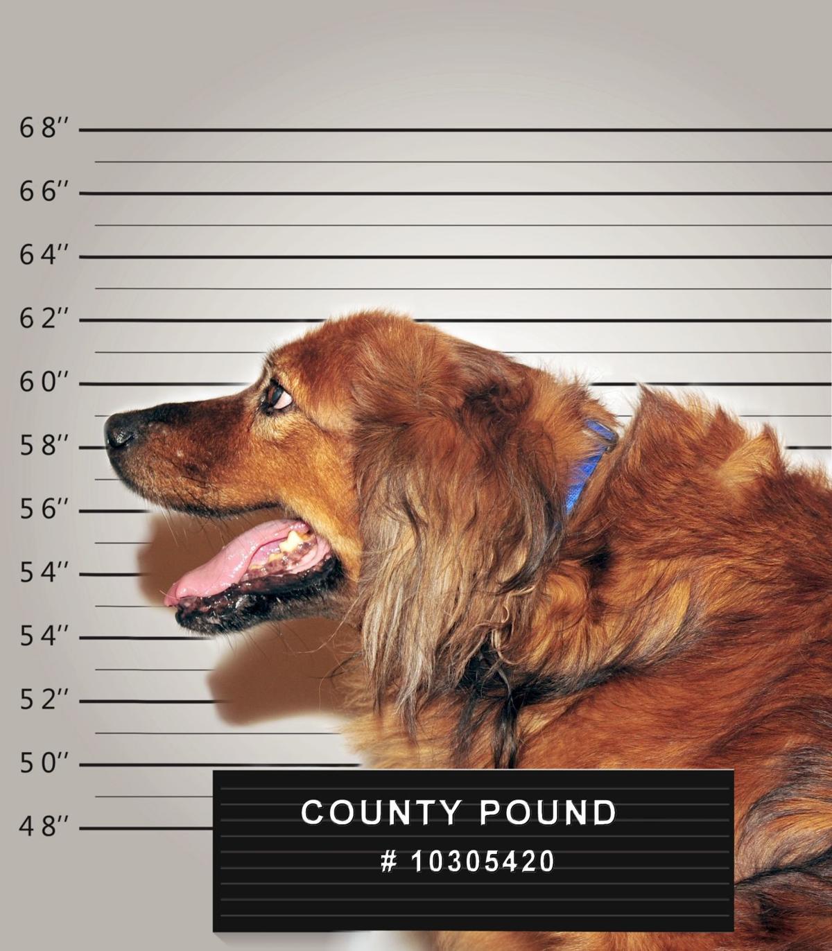 Laws For Paws Know The Law To Keep Your Dog Out Of The Legal Dog House Columns Wvgazettemail Com