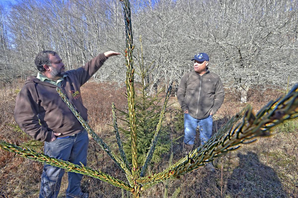 Red spruce restoration effort takes root