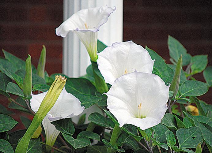 Into the Garden: New Orleans is a reminder to go native with plants