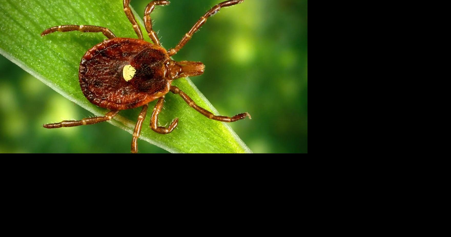 Health departments offer preventative Lyme disease treatment due to ‘extreme tick season’