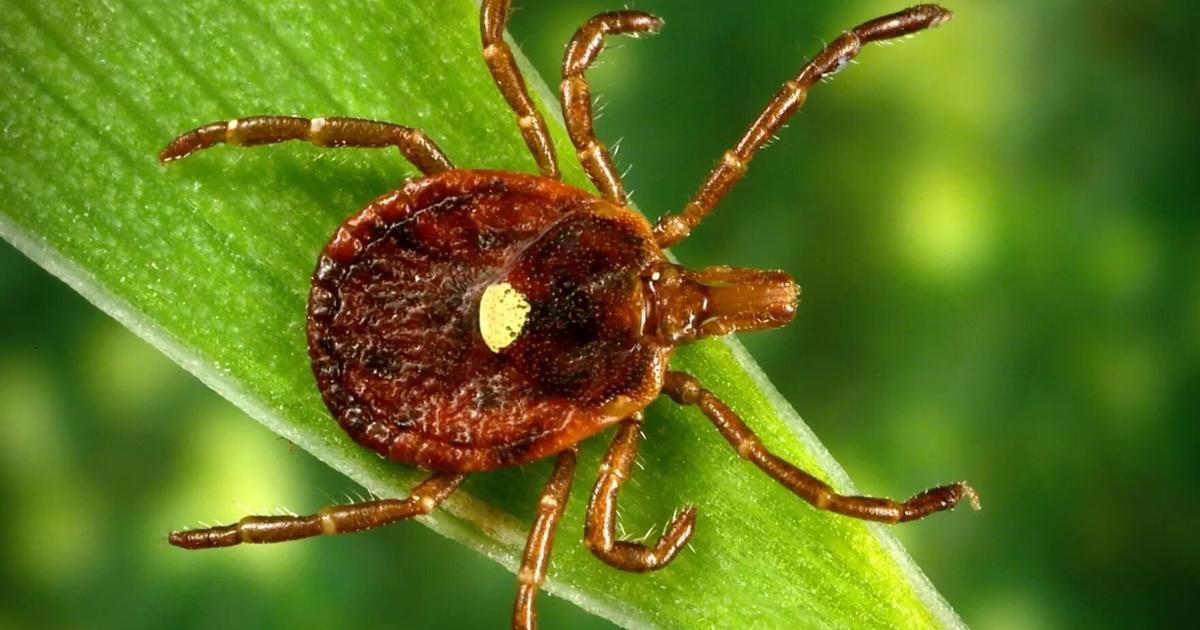Health departments offer preventative Lyme disease treatment due to ‘extreme tick season’
