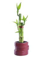 Dracaena sanderiana