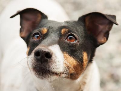Ask The Vet Dog With Dry Eye Clogged Nostril Needs Another Look Life Wvgazettemail Com