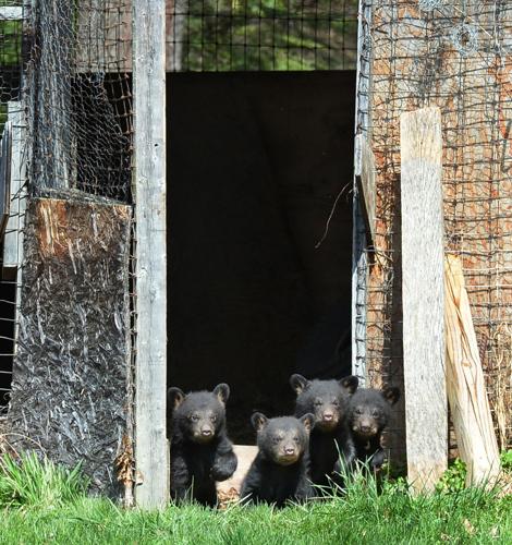 Why Is New Jersey Planning to Kill 20 Percent of Tagged Bears This