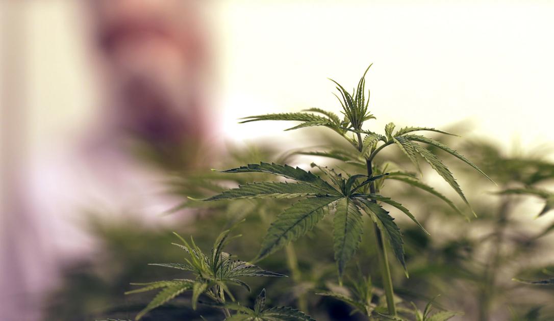 WV House committee approves some medical marijuana board requests