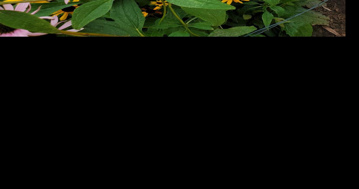 Good 2 Grow: These plants can take the heat