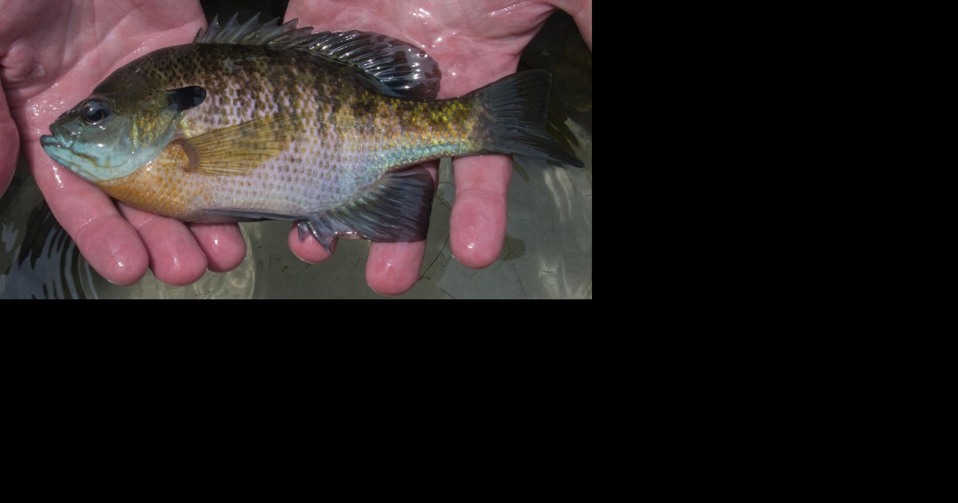 DNR: WV's new panfish limit is designed to protect spawning-age fish, Hunting & Fishing