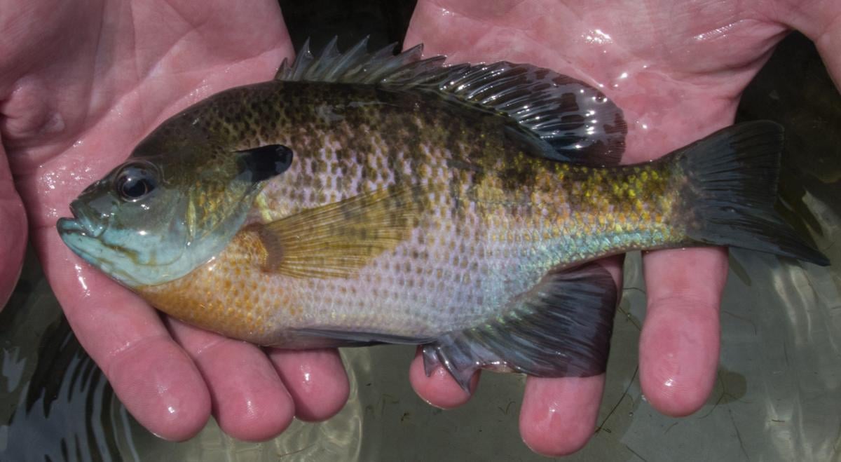 DNR: WV's new panfish limit is designed to protect spawning-age