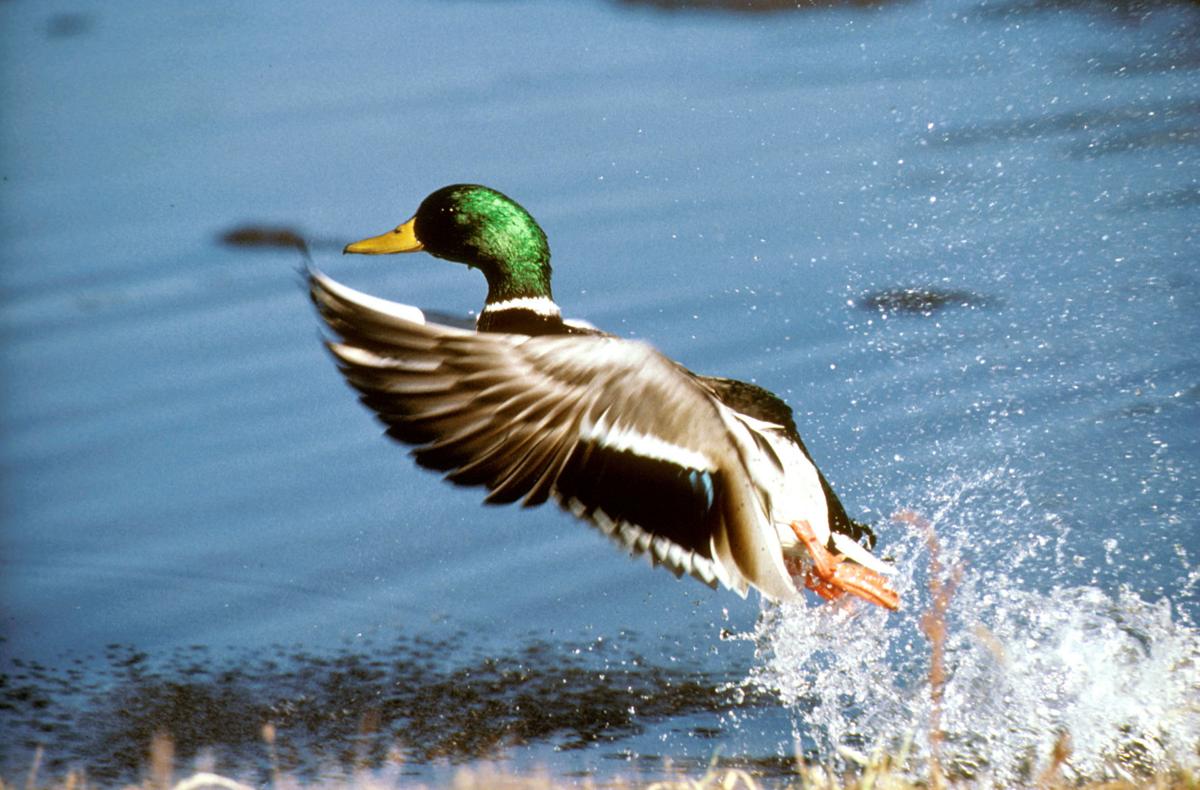 Dnr Announces Lower Bag Limit For Mallard Ducks Hunting Fishing Wvgazettemail Com