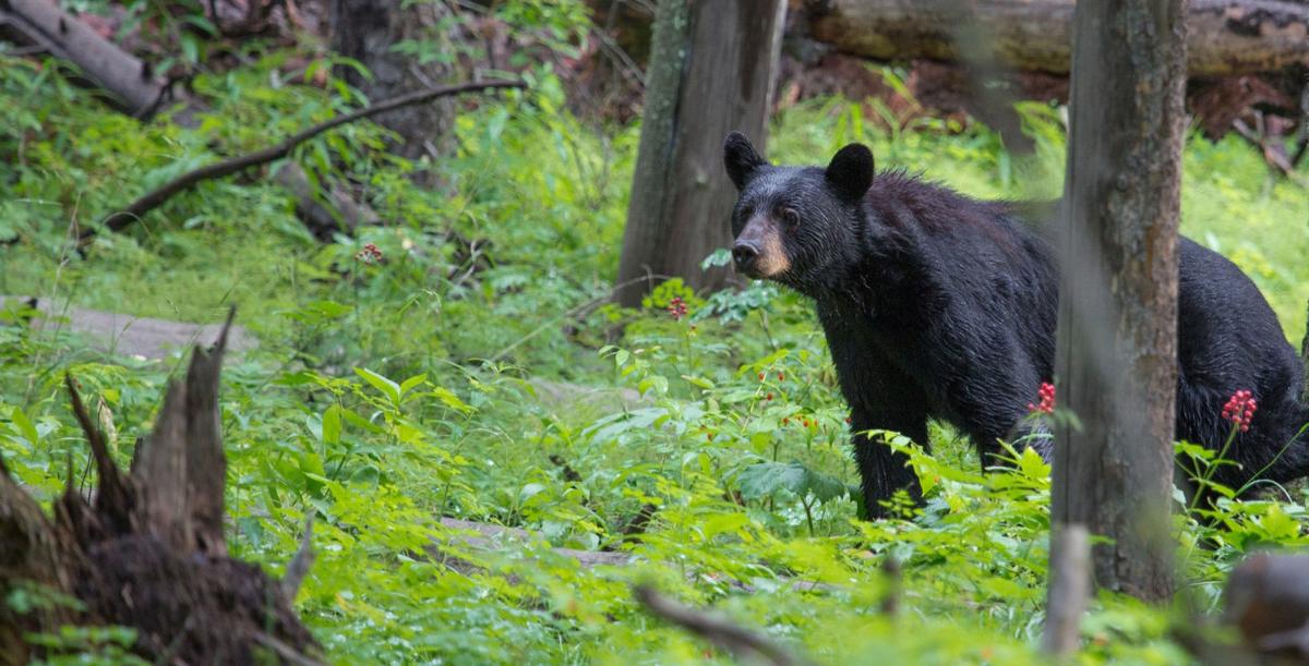 Special hunting season keeps bear population under control in four WV
