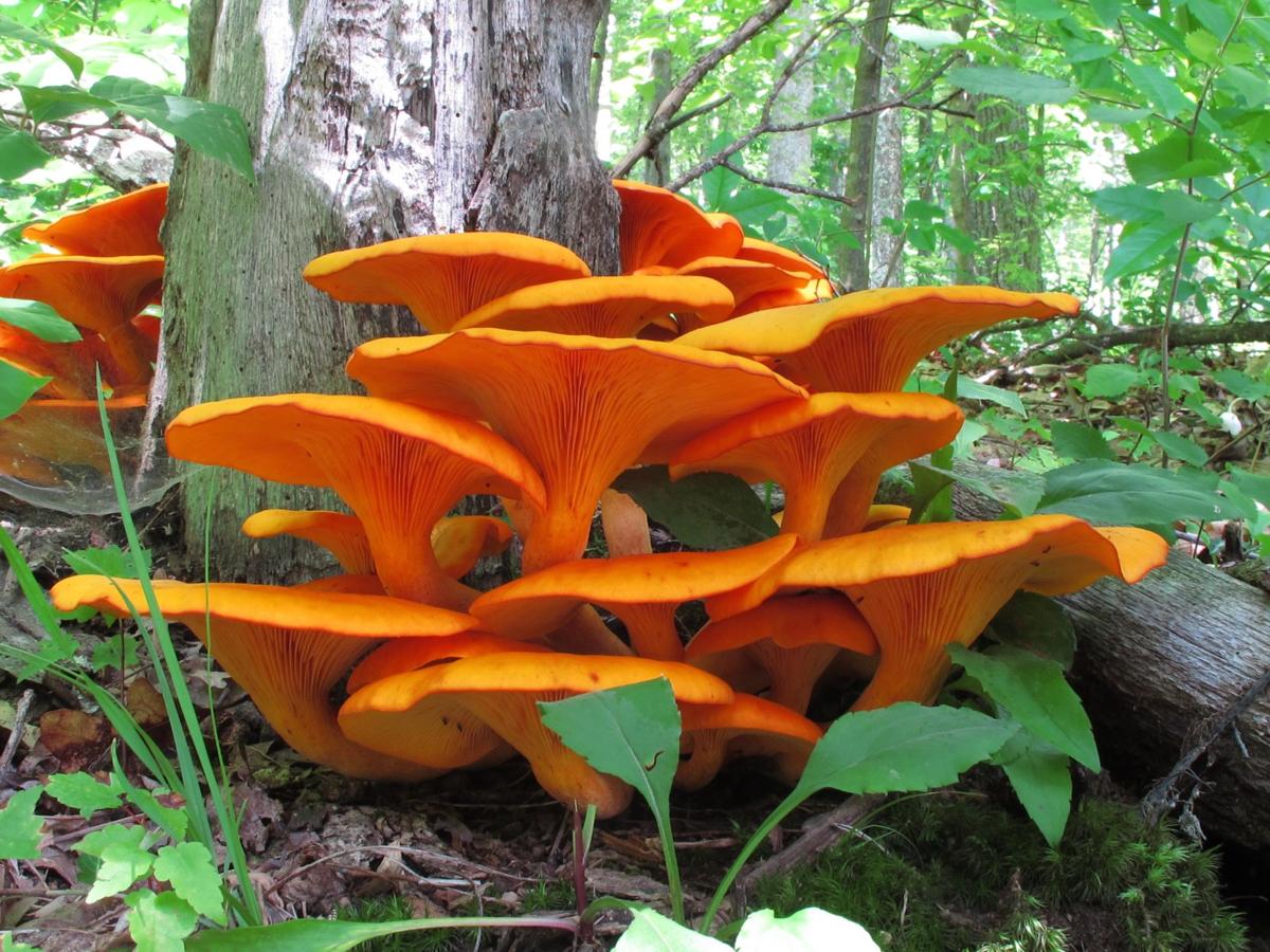 Wild Chanterelle Mushrooms Offer Pickers A Delicious Find Life Arts Wvgazettemail Com Wild Chanterelle Mushrooms Offer Pickers A Delicious Find Life Arts Wvgazettemail Com