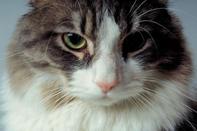 Ask The Vet My Cat Has Trouble In The Box Could He Have Ibs