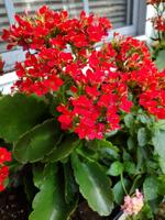 Good 2 Grow: Kalanchoe saves the day