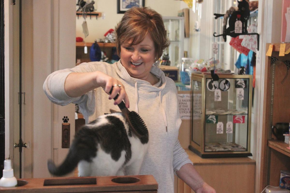 Wv Cat Cafe Helping Rescue Kitties Find Forever Homes Life