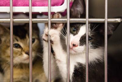 Huntington Shelter Reaches Cat Capacity Seeks Homes For Adoption