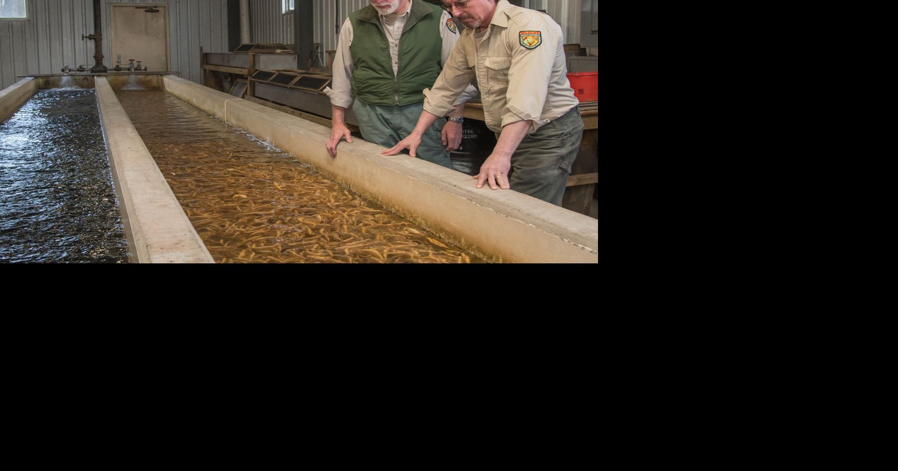 For hatchery workers, raising trout a neverending process Outdoor