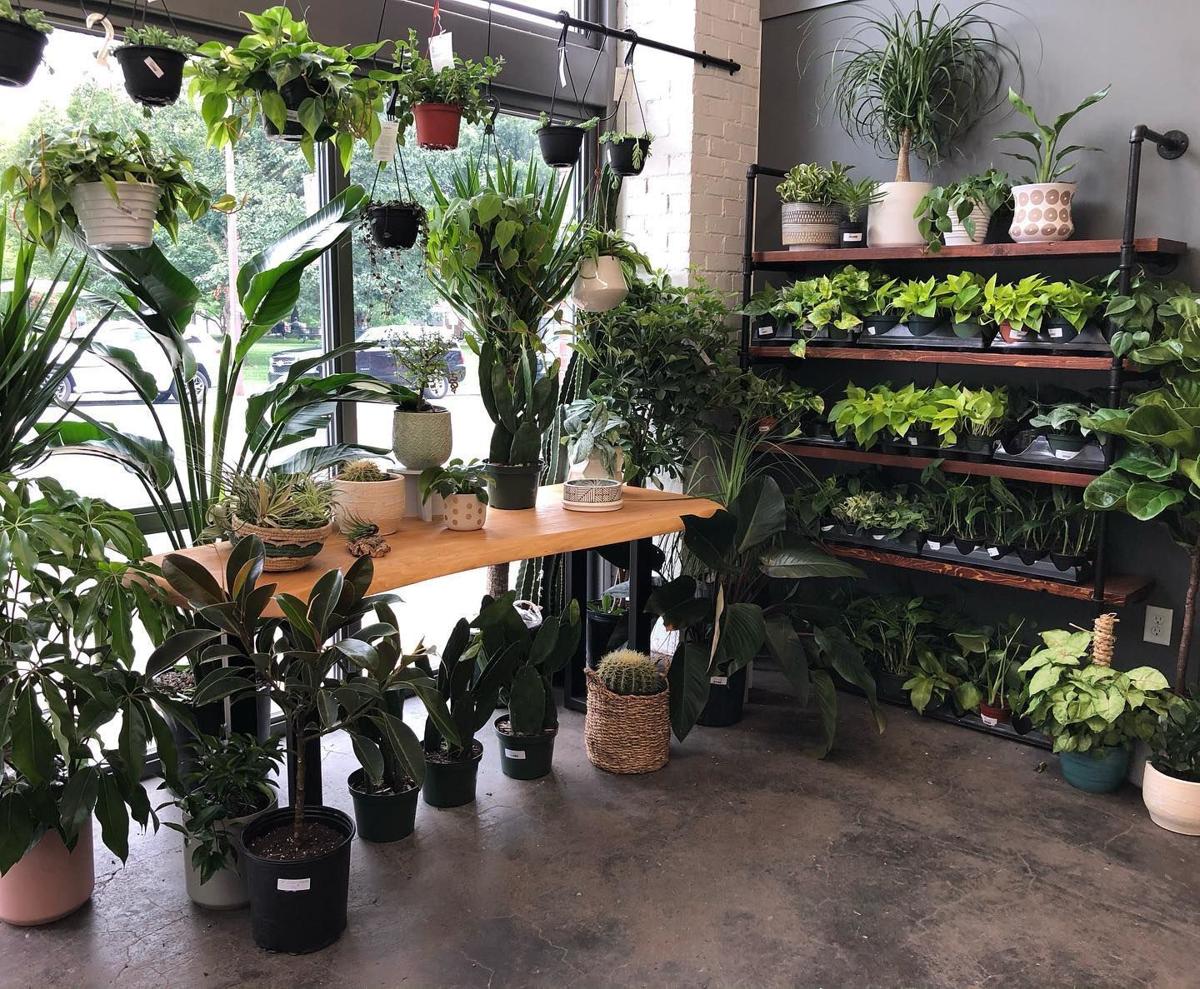 The Potted Edge (copy)
