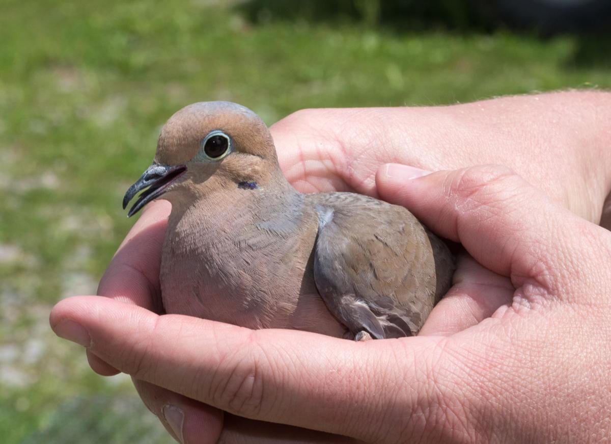 Banding project helps WV biologists to estimate the state’s mourning