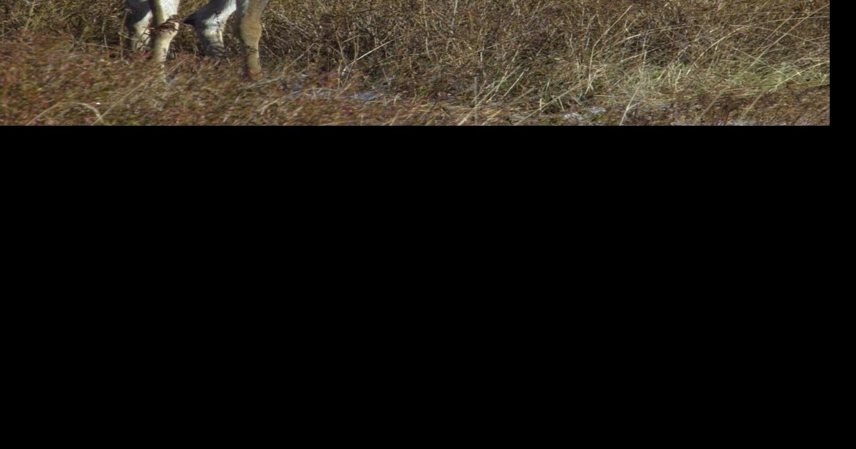 McCoy: WV’s chronic wasting disease problem expands with each passing ...