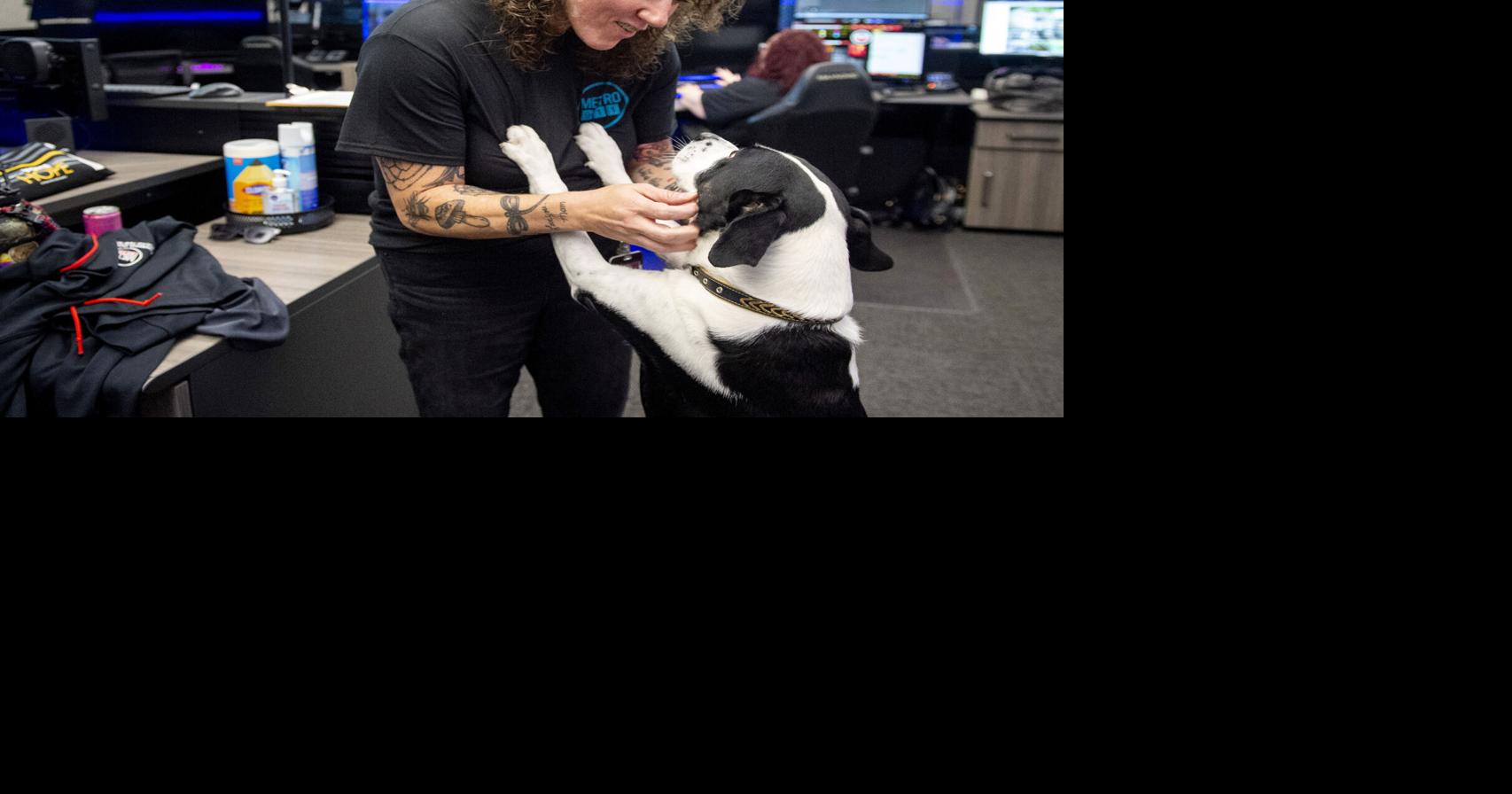 Pip the Dispatch Dog: How a shelter pup became Metro 911's first canine employee