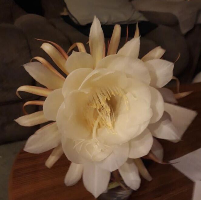 Night blooming cereus online perfume