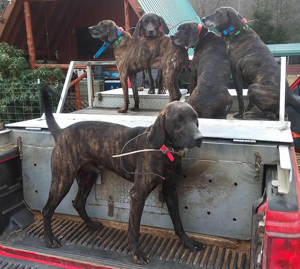 Bear hunting best sale with hounds