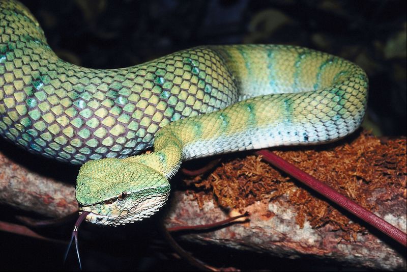 A boy found a rattlesnake in a toilet. Then a snake catcher found 23 more, News