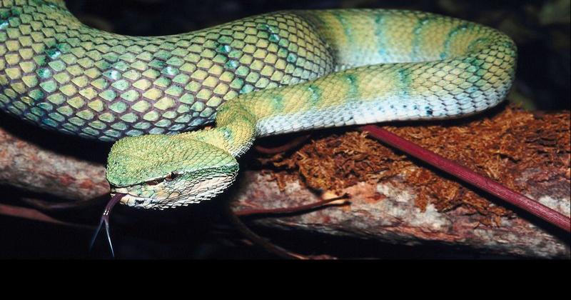 Family finds rattlesnake in toilet, then 23 more underneath their house -  CBS News