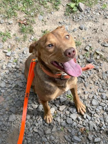 Blue - a mountain feist hunting dog.jpg