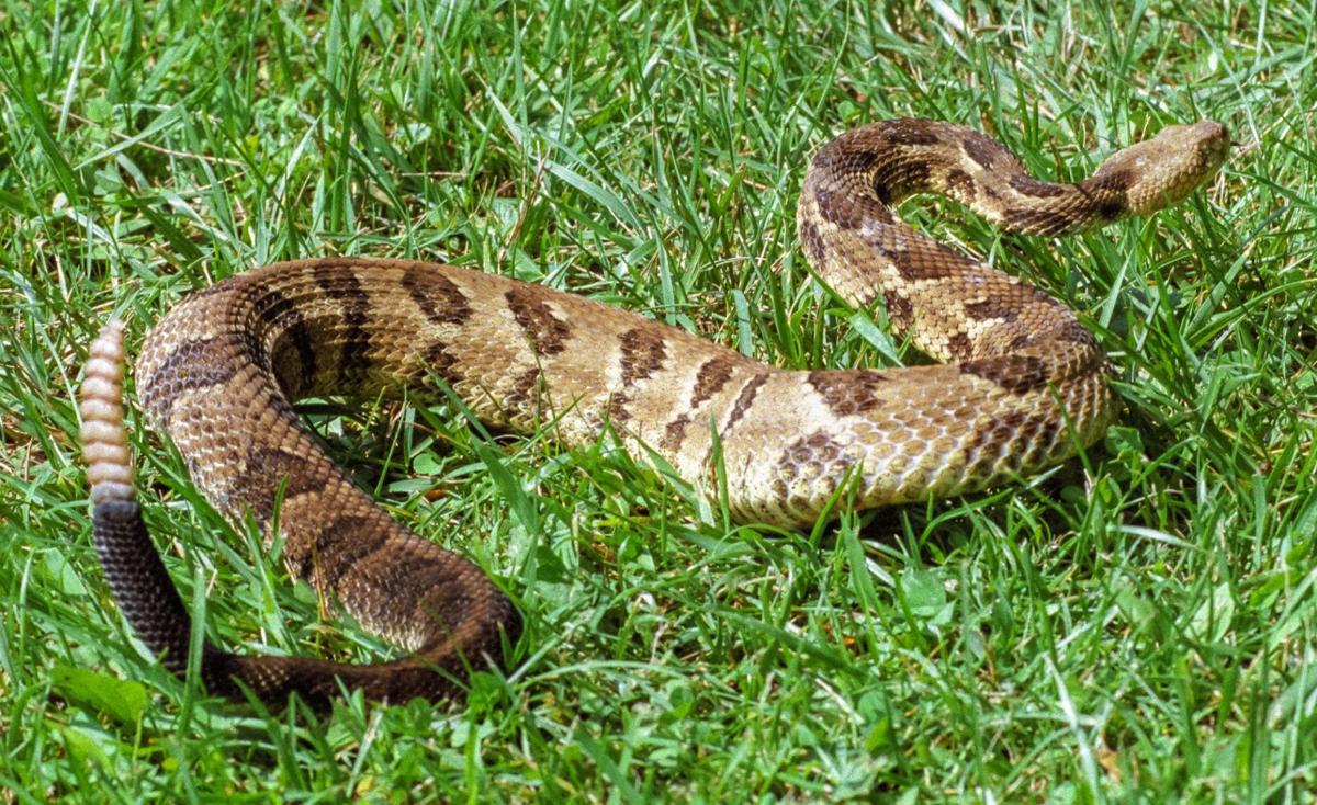 New W.Va. regulations curtail collection of venomous snakes Outdoor
