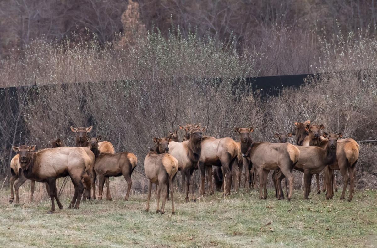 WV elk back to its hills Outdoor Pursuits