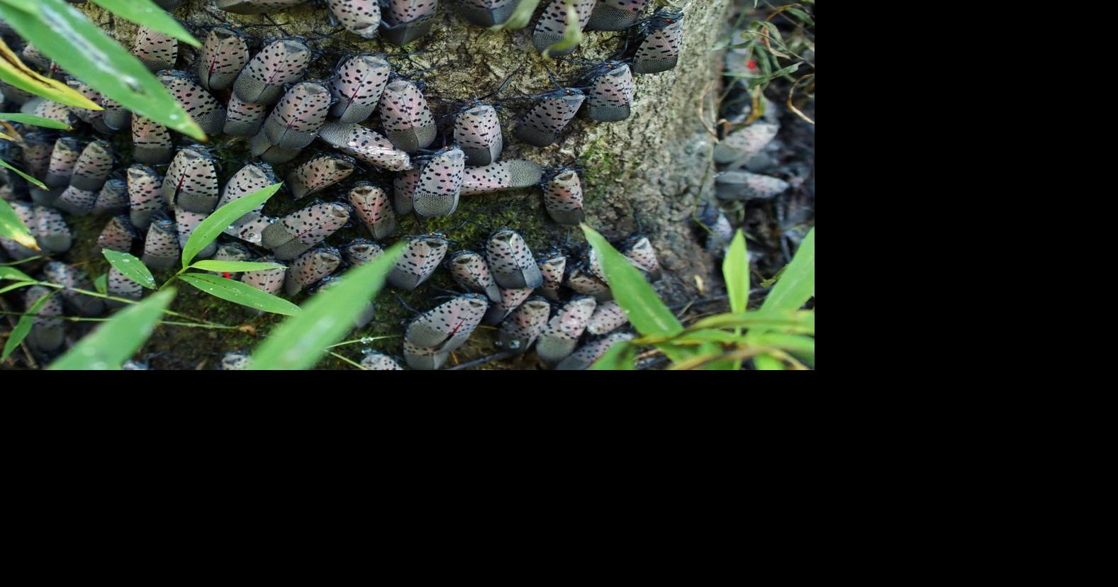 Spotted Lanternfly, an 'invasive pest,' detected in western Kanawha County