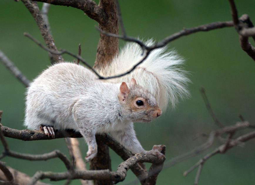 Photo A rare White Morph squirrel News