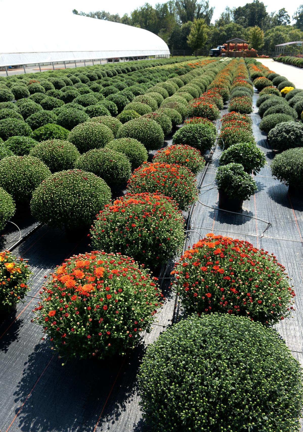 Agriculture is growing on West Virginia (Daily Mail WV ...