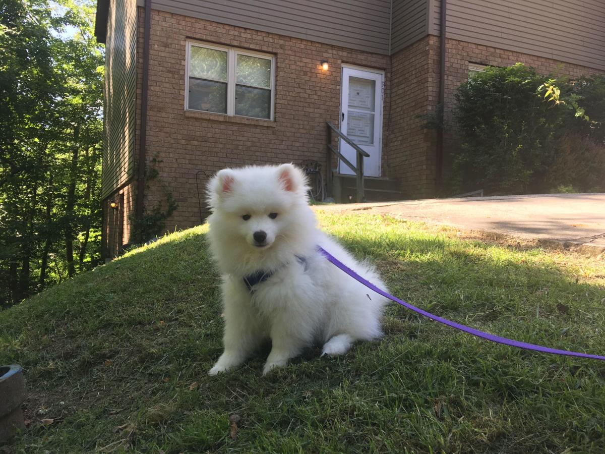 pupper1.jpg