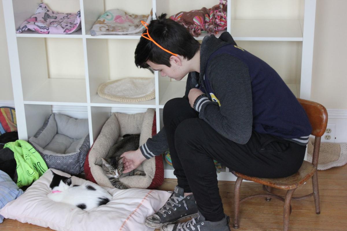 Wv Cat Cafe Helping Rescue Kitties Find Forever Homes Life Wvgazettemail Com