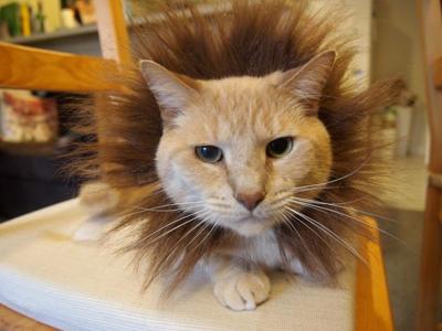 Submit Photos Of Your Halloween Pets Life Wvgazettemail Com