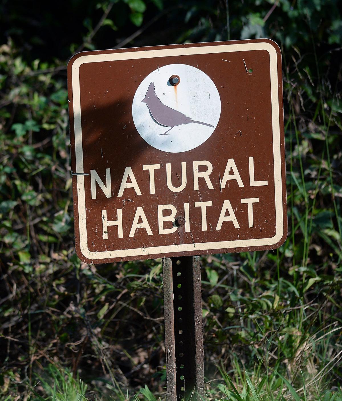 Many Opportunities For Birding In West Virginia Daily Mail Wv Daily Mail Wv Wvgazettemail Com
