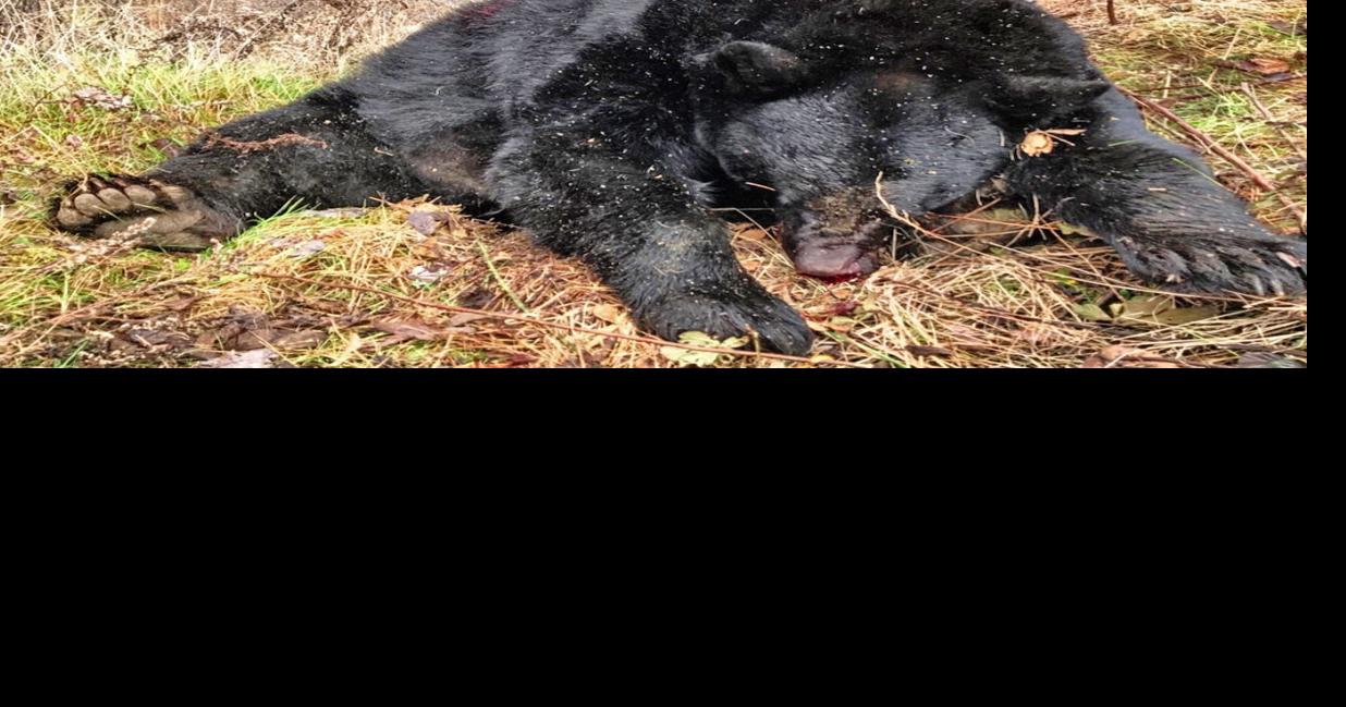 Huge 648-pound black bear bagged in western Wisconsin - Grand Forks Herald