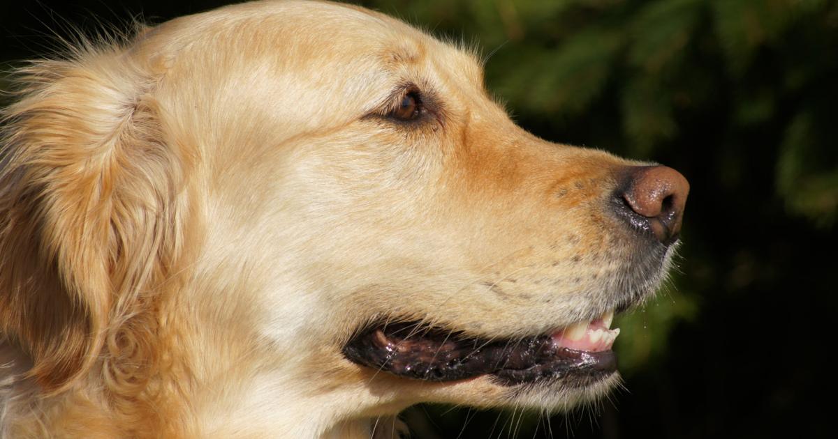Ask the Vet: Should I start cleaning my golden retriever's ears? | Ask ...