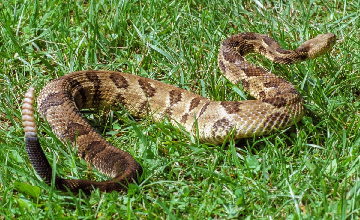 Researchers seek ways to keep people and timber rattlers apart