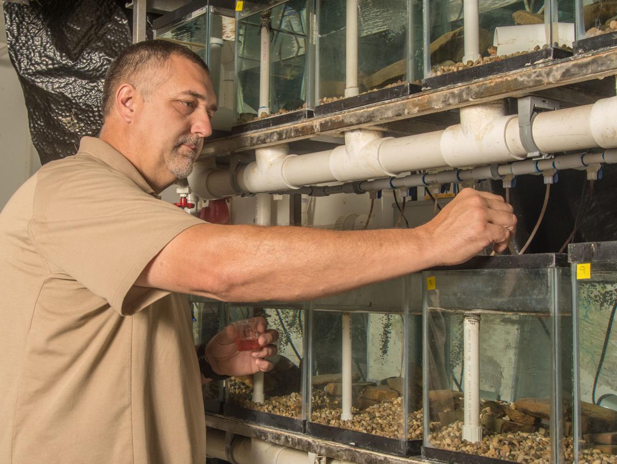 Scientists Battle To Save Wv S Native Candy Darter Populations Outdoor Pursuits Wvgazettemail Com