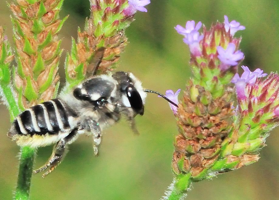 native bees workshop planned saturday metro kanawha
