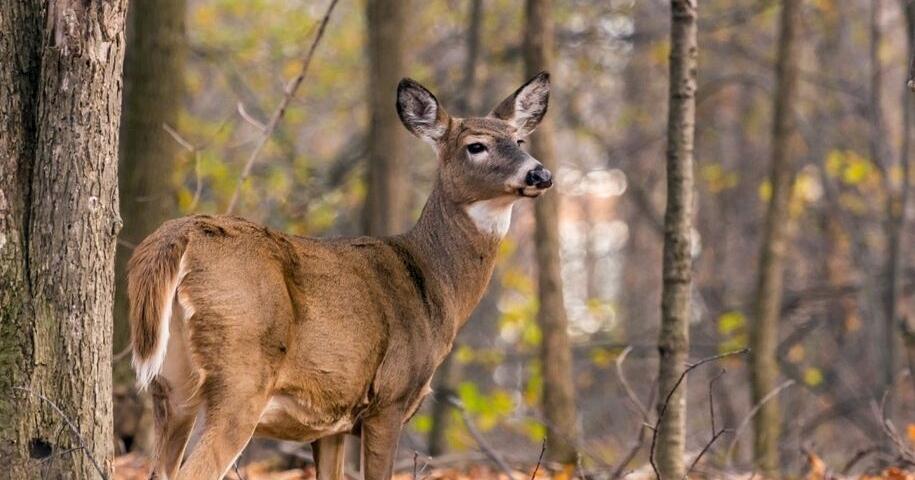 Limited-permit antlerless deer lottery hunts available - Vimarsana News