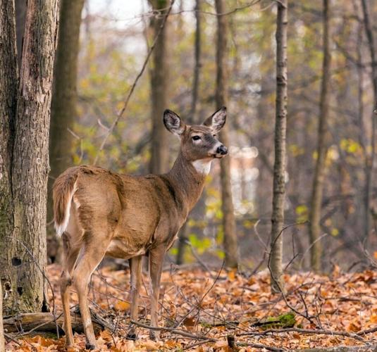 antlerlessdeer