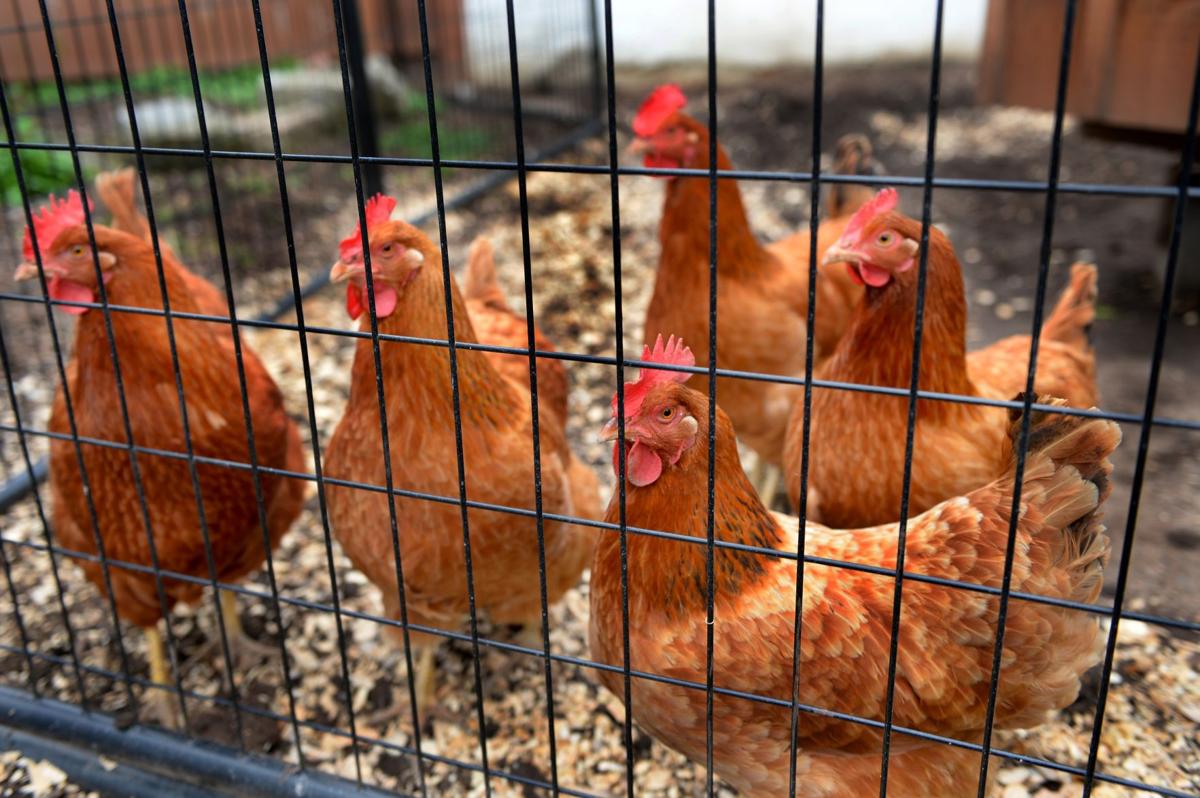 Chickens Find Unlikely Homes In Charleston City Limits News