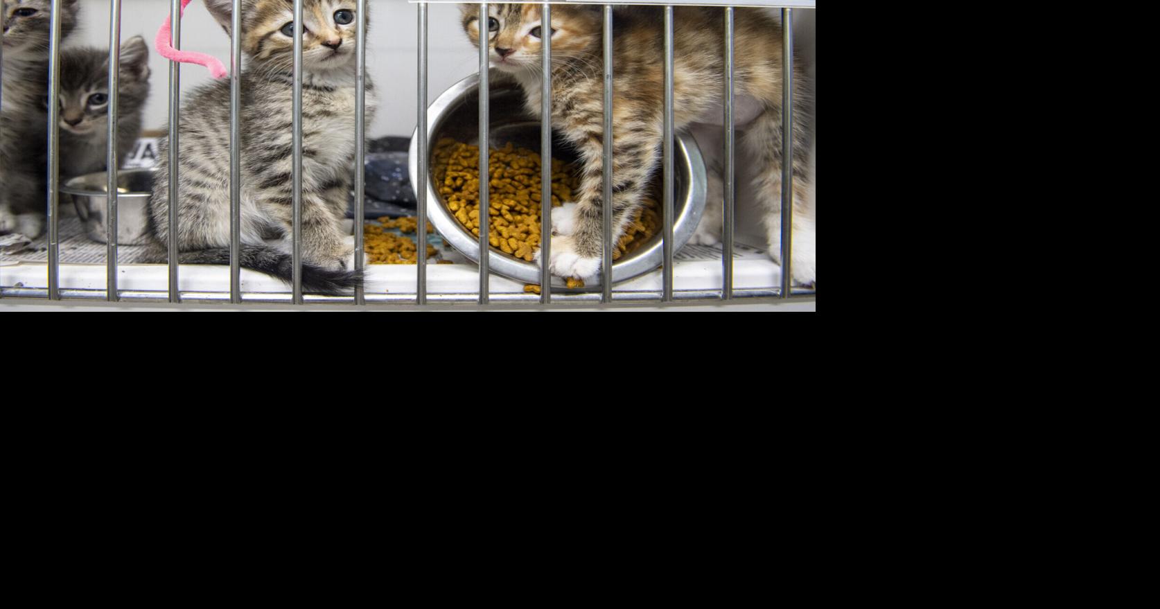 Charleston animal shelter operations back to normal despite weekend flooding