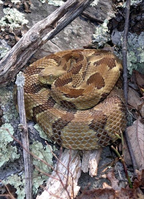 Wv Dnr Seeks Public S Help In Tracking State S Rattlesnake Range Outdoor Pursuits Wvgazettemail Com
